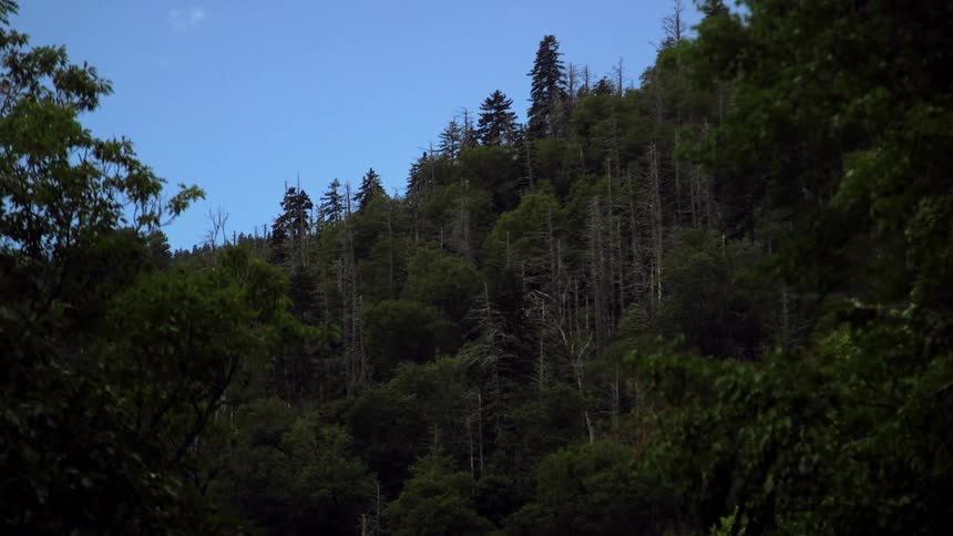 A forest on a sunny day