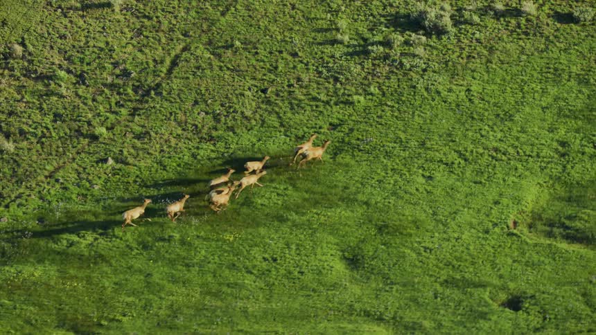 A herd of Elk are running across an open field as seen from 10,000 feet above aerial