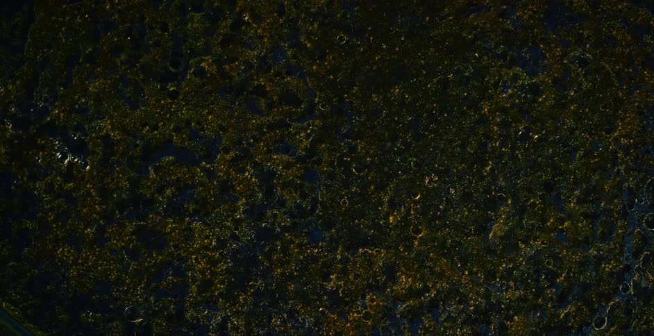 A thick green surface bubbling and shifting and popping