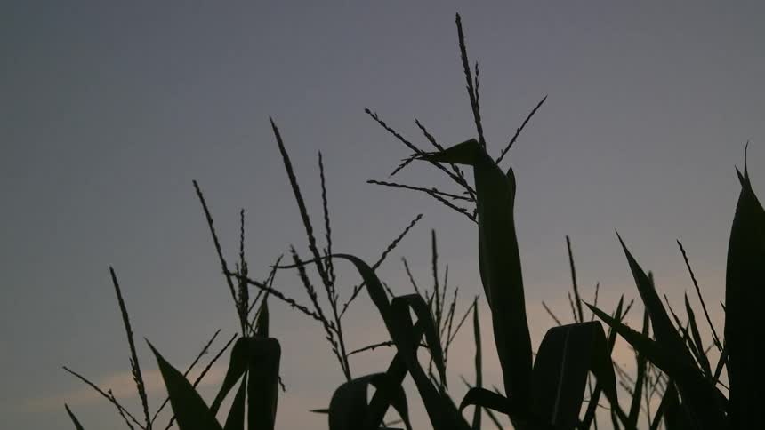 Corn stalks standing against a dawn or dusk sky
