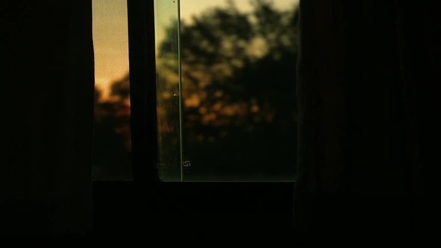 Moving in a vehicle past trees at dawn