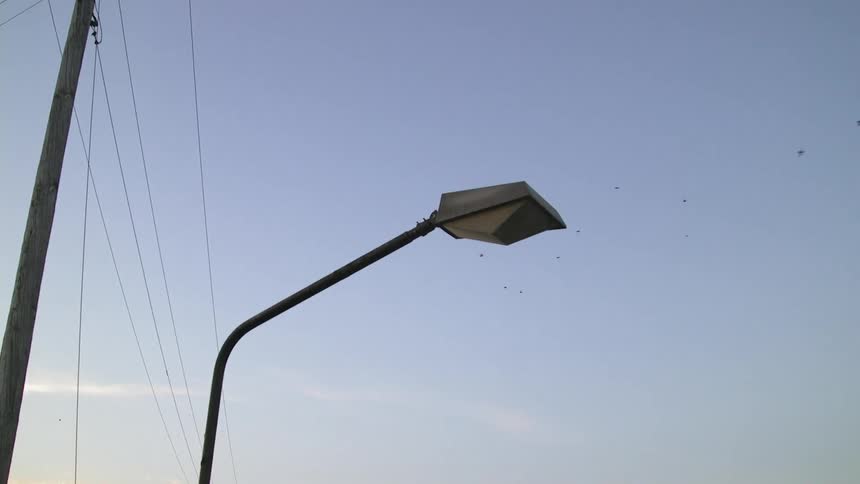 Birds fly in the sky above a light post