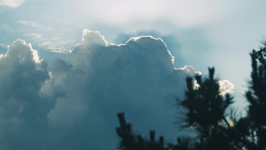 The branches of a pine tree blow in the wind under a storm cloud