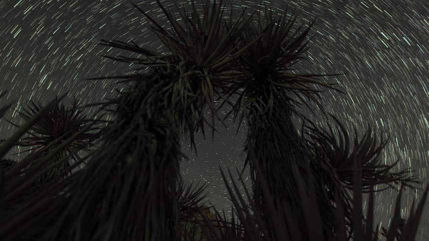 Plants and trees stand tall as the stars move in a spiral motion across the night sky