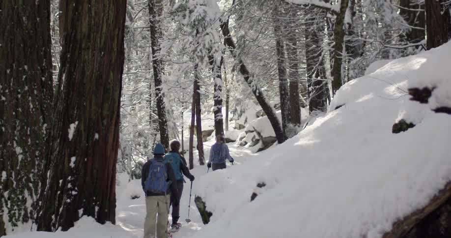 Hikers walk in snowy woods