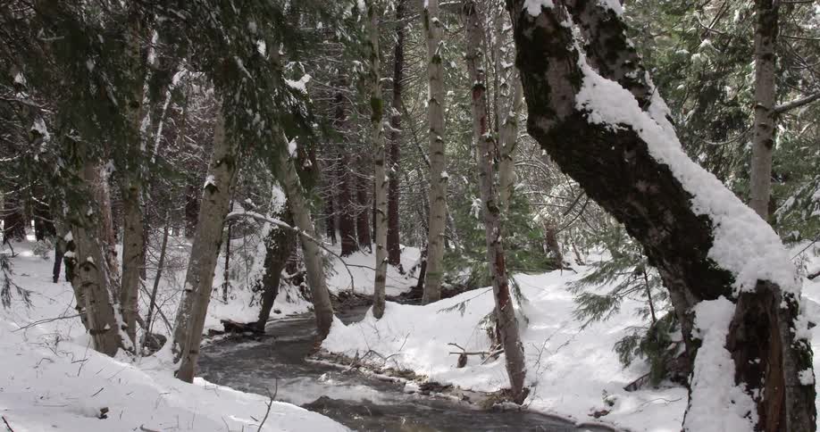 A river in a snowy forest