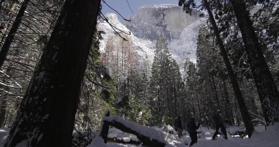 Hikers walk in snowy woods