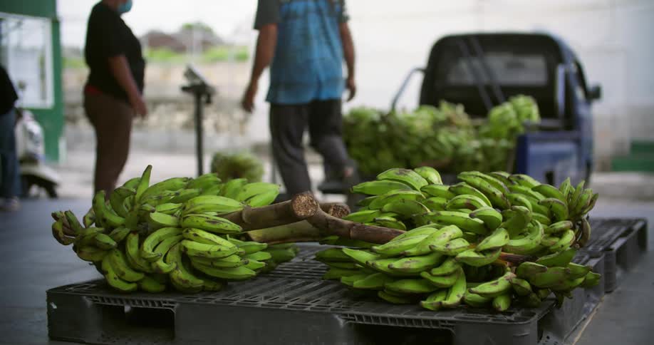 A man is moving bunches of bananas to a table as a woman stands nearby