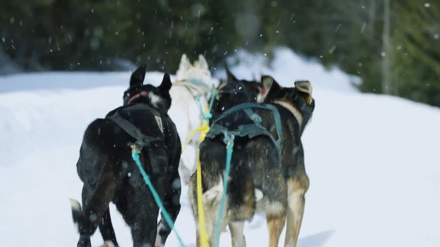 A team of dogs harnessed together pulling as they run through the snow