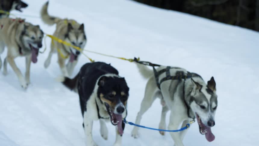 A team of sled dogs are pulling a sled through the snow