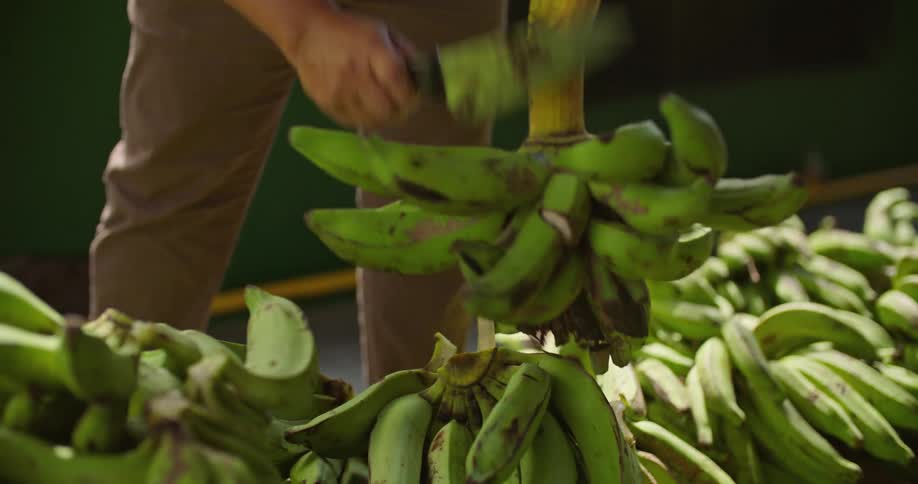 Man uses a sharp knife to cut plantains from a bunch over a plastic pallet outdoors
