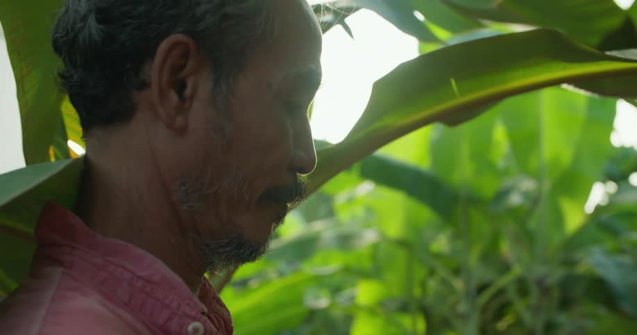 A man is standing outside near trees holding a bunch of green bananas