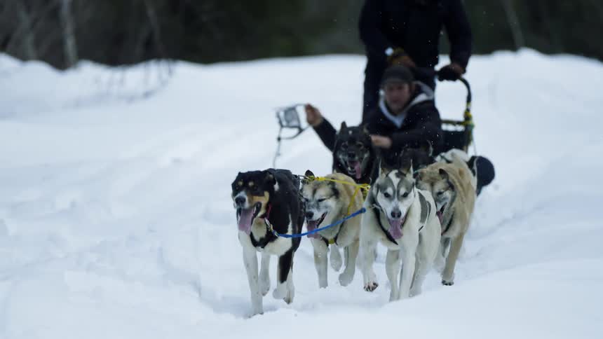 A man being pulled on a sled by dogs