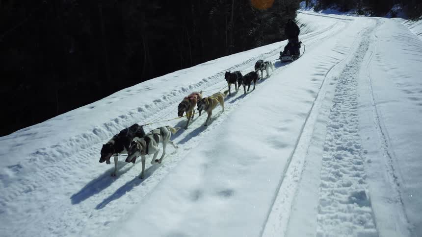 Dogs pulling a dogsled on a snow covered road near a pine tree forest