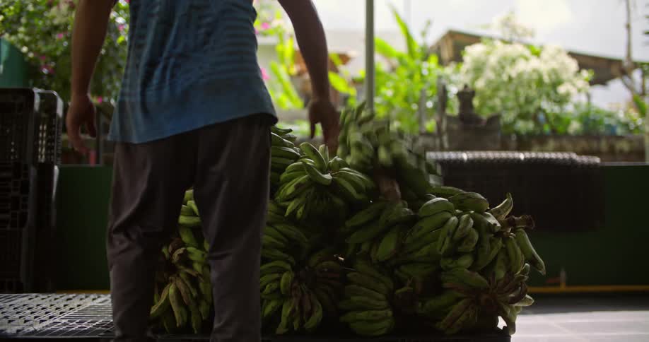Man piling up bunches of plantains over a plastic pallet in the backyard