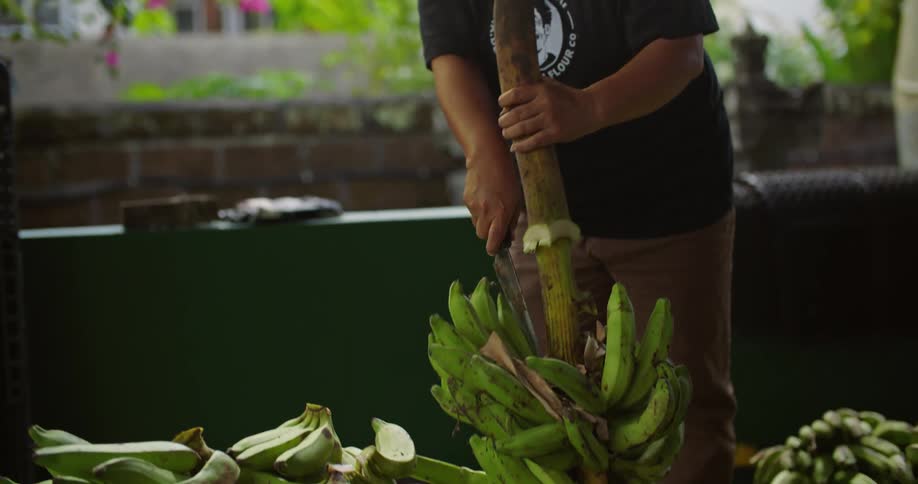 A woman is standing in an outdoor work area cutting bunches of bananas from cut tree branches