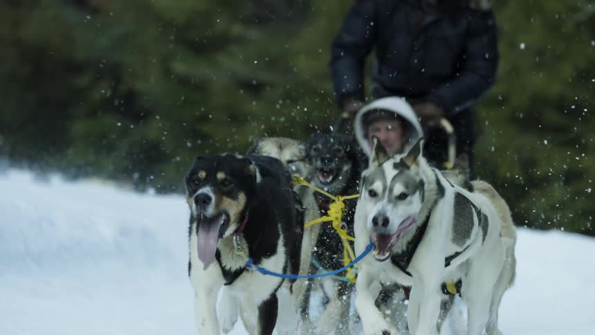 Dogs pull a sled carrying two people through a snowy field