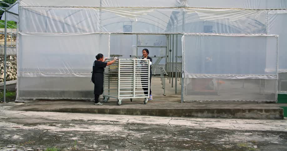 Two women wheel a shelf rack into a greenhouse