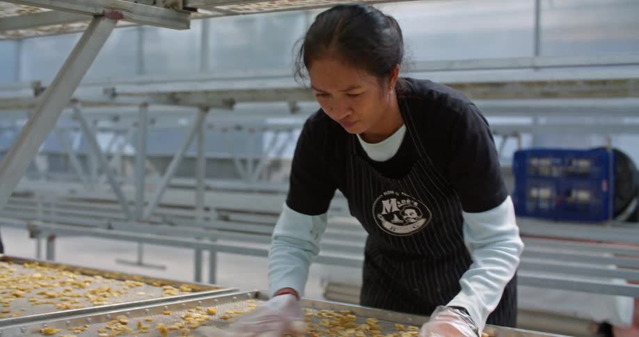 A woman wearing plastic gloves is standing over trays of nuts and moving them to dry