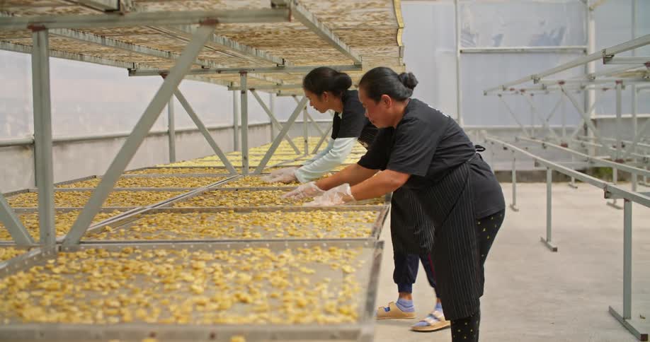 Two women arrange banana slices on large sheets in a factory