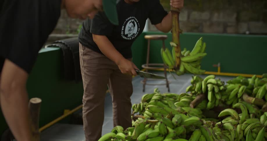 Workers chop bananas off branches with large knife