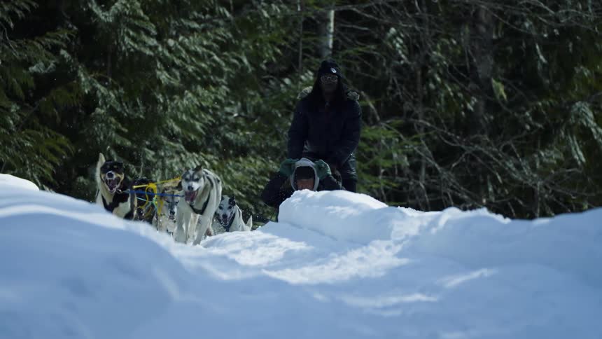 Running dogs pulling a dogsled on a path through the snow close to a pine tree forest
