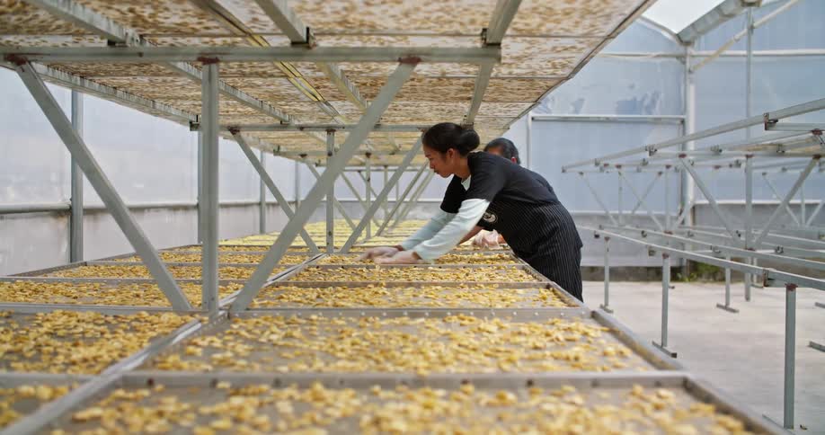 Two women are wearing plastic gloves and separating produce on trays in a solar dryer greenhouse