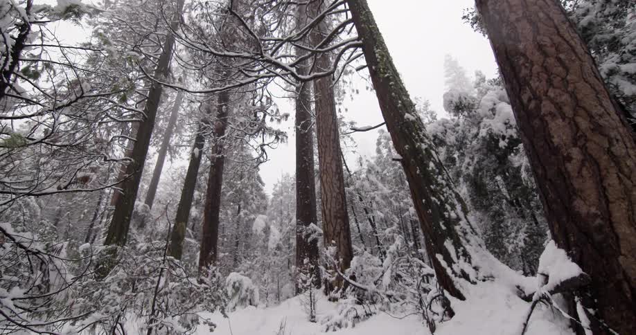 Snow falls on this forest with very tall trees