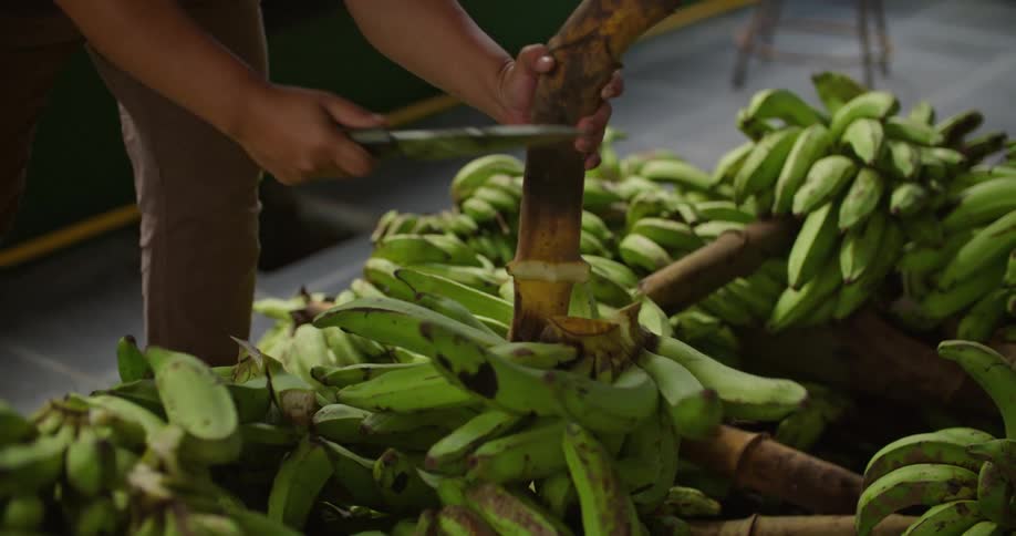 Man uses a sharp knife to cut plantains from a bunch over a plastic pallet outdoors