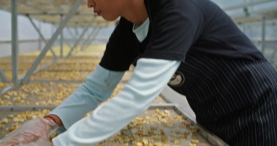 A woman wearing plastic gloves and a company apron spreads dehydrated banana chips around on a large tray