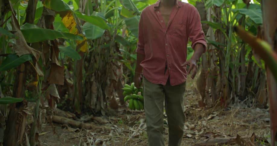 A man carries a bunch of bananas through a jungle