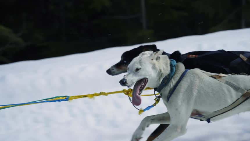 Two dogs race in the snow