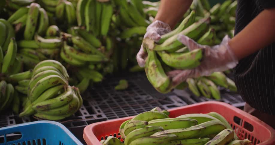A worker is breaking up bundles of bananas and placing them in baskets