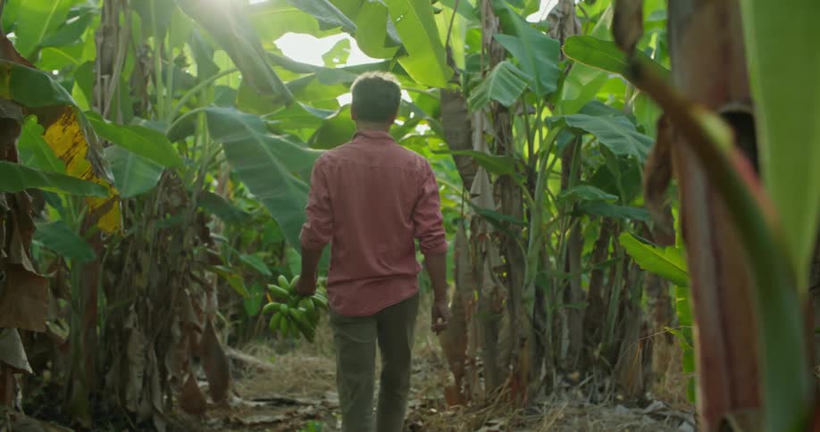 A man is walking in his farm