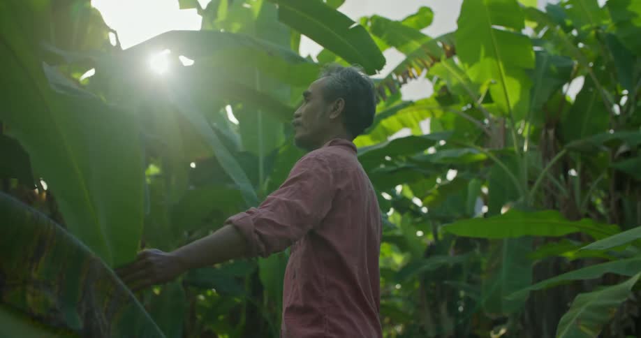 Man stands examining the leaves of banana trees on a sunny day