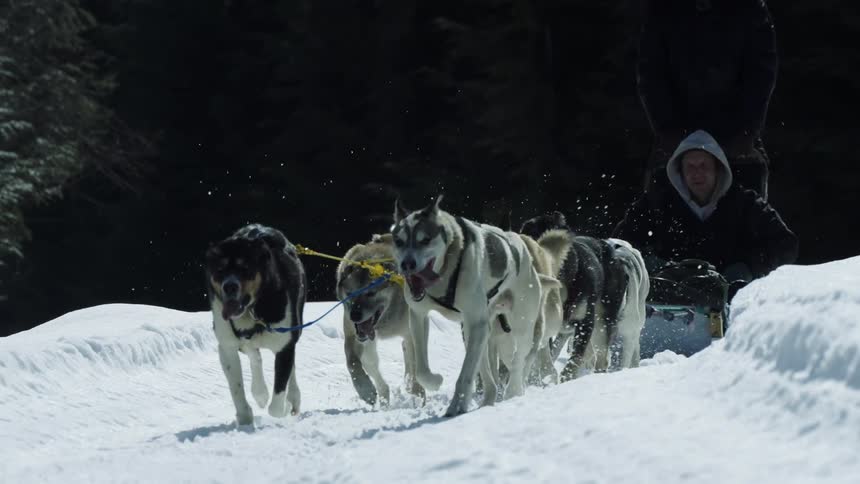 A team of sled dogs are pulling a sled with a man riding through the snow