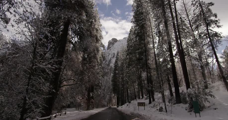 A road through a snowy forest