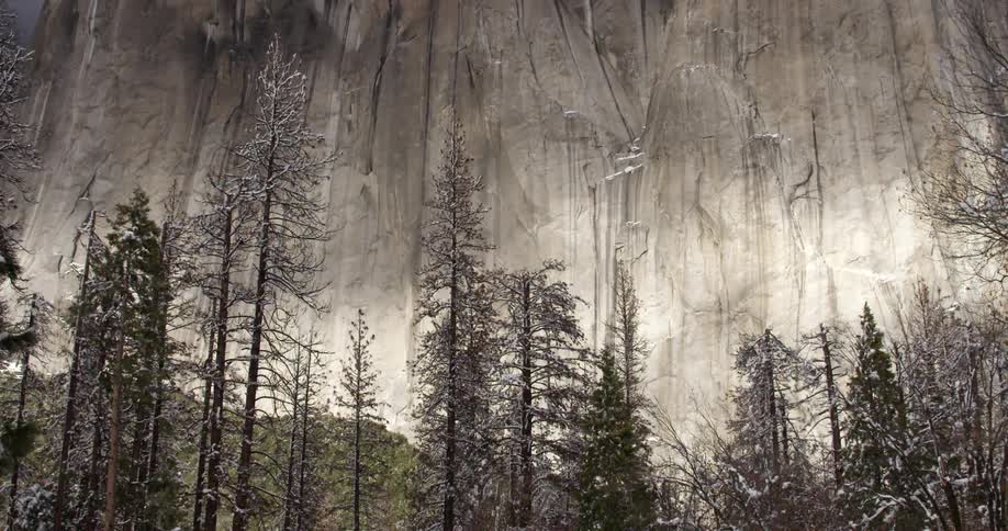 Trees at the base of a mountain
