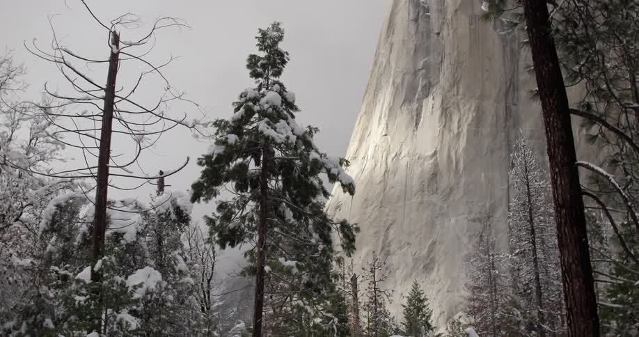 Snow-covered trees stand in the mountains
