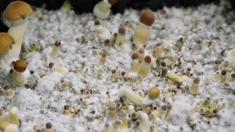 A time lapse of mushrooms growing