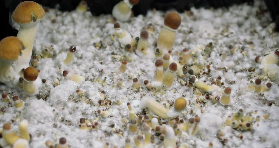 A time lapse of mushrooms growing