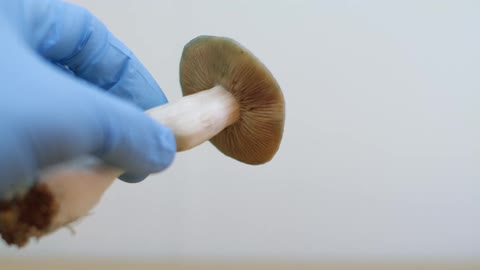 A person holds a freshly picked mushroom with their gloved hand