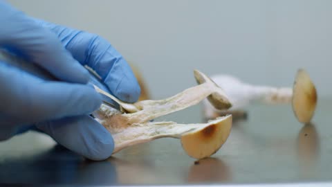 A person is dissecting a mushroom