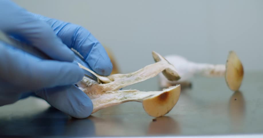 A person is dissecting a mushroom