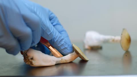 A person is cutting a mushroom with a scalpel