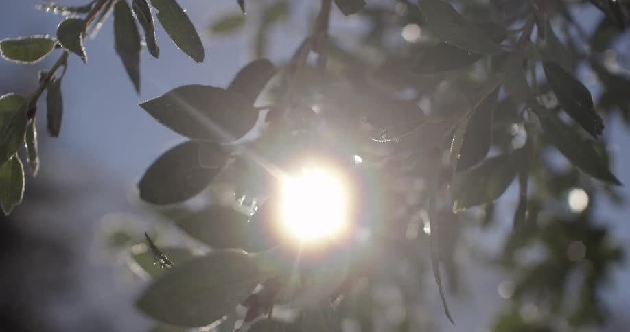 The sun beams through a trees branches and leaves