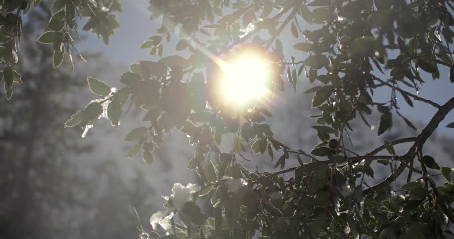 The light shines behind a frozen tree