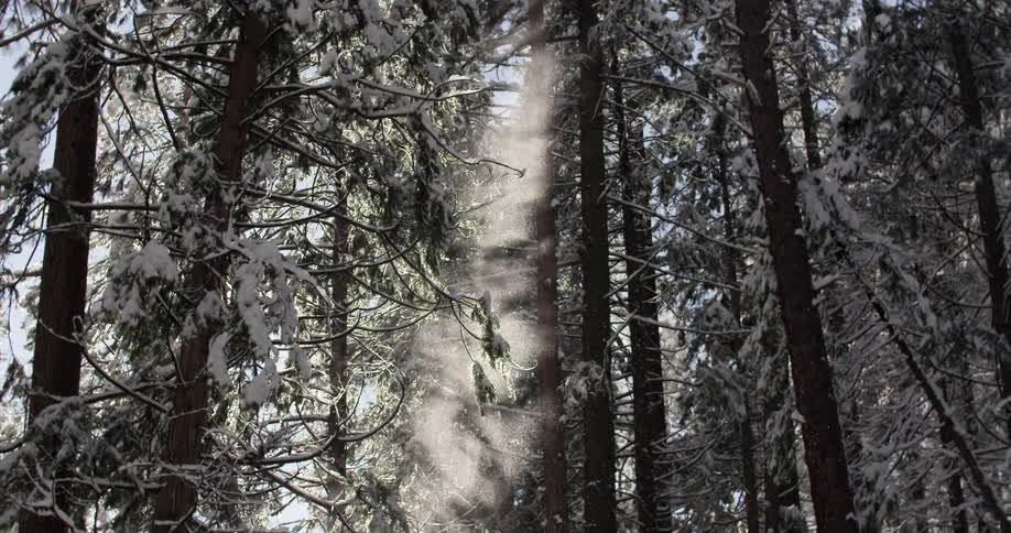 Snow falls in the woods
