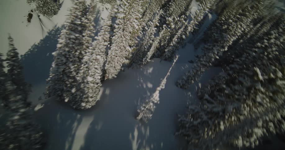 Snow covered pine trees in a snow covered forest