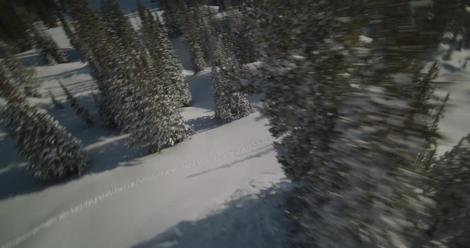 Pine trees in a snow covered forest